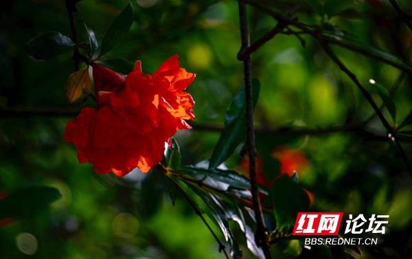 石榴花花语是什么（读懂了石榴花的花语）