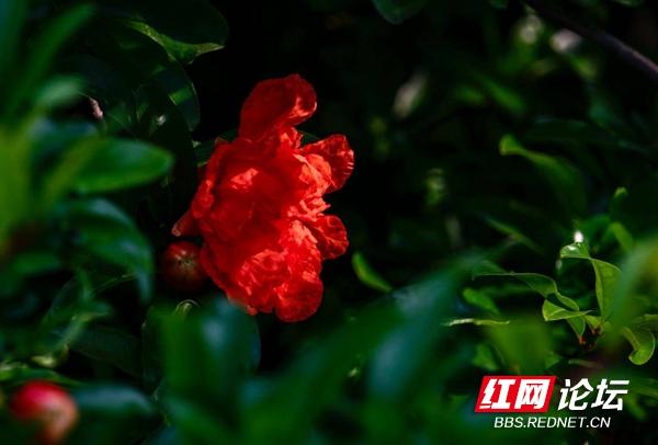 读懂了石榴花的花语，就能明白土家族女孩哭嫁时心中的期望