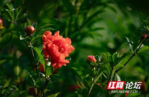 读懂了石榴花的花语，就能明白土家族女孩哭嫁时心中的期望