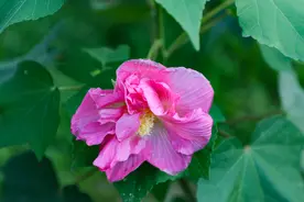 木芙蓉今年将三度开花，近日可前往观赏拍摄图片