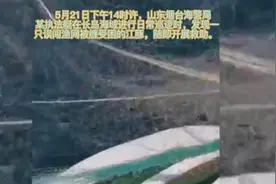 山东烟台海警成功救助一只江豚，系误闯渔网受困图片