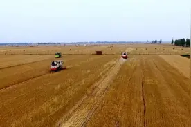 麦子熟了：“中原粮仓”迎来麦收时刻视频封面