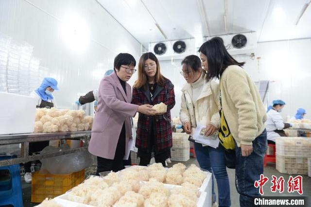 「十年@每一个奋斗的你」“蔬”写乡村振兴“科技特派员”守好“菜篮子”