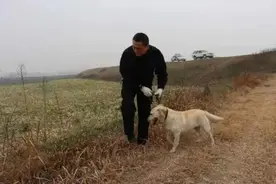 警犬波波，一路走好图片