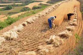 农事农活——割麦子图片