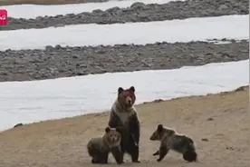 新疆阿尔金山国家级自然保护区频繁上演“熊出没”图片