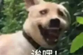 奥利奥找大熊猫“打广告”？一下戳到我心巴了图片