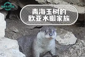 世界水獭日|又萌又爱玩！青藏高原生活着一支水獭家族