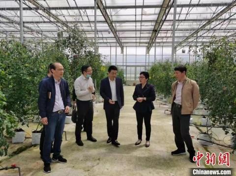 “蔬”写乡村振兴“科技特派员”守好“菜篮子”