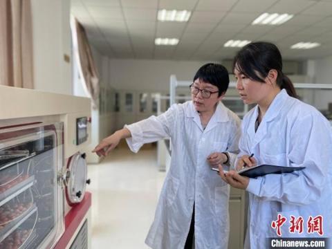 “蔬”写乡村振兴“科技特派员”守好“菜篮子”