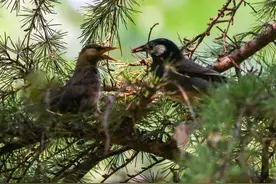 小鸟刚出巢后是怎么生活的图片