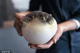 餐饮连锁店做活动致顾客河豚中毒？河豚到底有多毒？图片