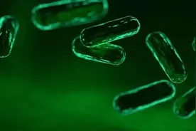 幽门螺杆菌多半是“吃”出来的 一定少碰这几种食物图片
