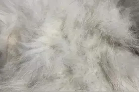 网购皮草欲退货遭拒，注意：退货前提是不影响二次销售图片