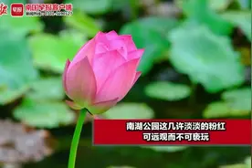 快来打卡！南湖公园这几许淡淡的粉红，可远观而不可亵玩图片