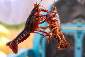 @美食党，医生提醒这三类人谨慎食用小龙虾图片