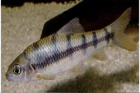 已有多人中毒！湖南疾控发布风险提示图片