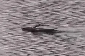 长春一公园湖面现“带翅膀水怪”，管理方：应该是水耗子视频封面