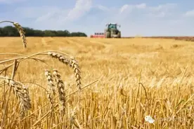 重回童年 | 麦子熟了图片