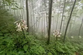 窗含西岭公园城⑧千株野百合开满山谷 雨中邂逅美了心图片