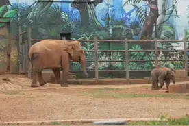 亚洲象“莫莉”回归昆明动物园