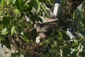 斑鸠搬进小学，学校悄悄为它开通24小时直播图片