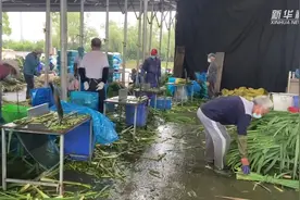 热点快追｜“练塘茭白” 滞销？ 这些方式正缓解“茭”虑视频封面