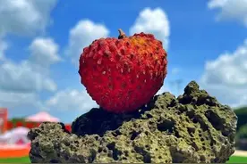 海口火山荔枝王单果拍出2.6万图片