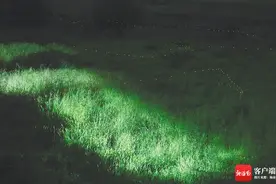 海南周刊 | 夏夜精灵萤火虫图片
