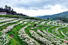 百合花开迎客来图片