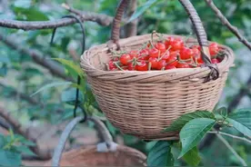 山东樱桃地图2.0版来了！看看有没有你的家乡图片