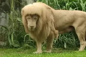 做自己的发型“狮”广州网红齐刘海狮子今日再换发型图片