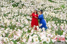 “百合之乡”江西万载600多亩百合花开迎客来图片