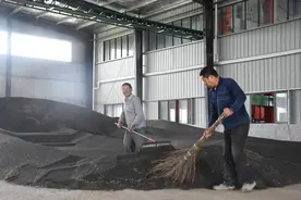 关注三夏丨优质优价产量高——洞庭湖区油菜籽收购见闻图片