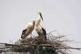 南通网红东方白鹳当爸爸后“失踪”，被发现时已经死亡图片