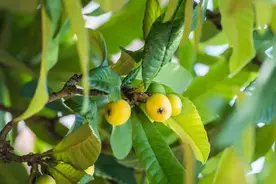 “初夏果王”大量上市，6月抓紧吃！咽疼绕道走图片