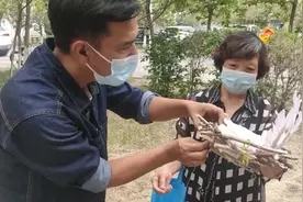 米东区：居民筑巢  引鸟“回家”图片