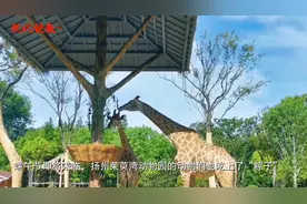 萌翻了！大熊猫、长颈鹿这样吃“粽子”图片