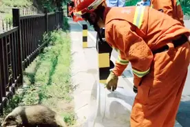 门头沟城区现“野山羊”？七名消防员合力抓捕图片