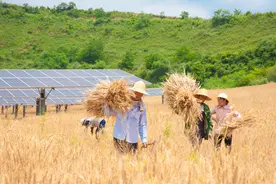 光伏用地每亩年租飙至2500元，违规占地频发！新能源发电背后的土地困境图片