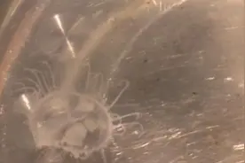 贵阳一小学生湖边散步发现“神秘生物”比恐龙还古老图片