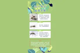 转发收藏！四川常见蚊虫防护手册图片