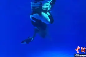 诞生画面首曝光！沪籍虎鲸宝宝迎来首个“儿童节”图片