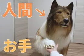 厌倦做人，日本男子花费200万日元将自己“变成了一只狗”图片