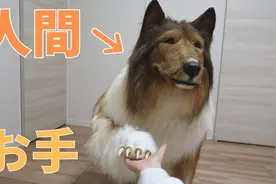 厌倦做人，日本男子花费200万日元将自己“变成了一只狗”图片