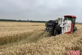 时隔11年 浙江小麦最高亩产和最高百亩方亩产双破纪录图片