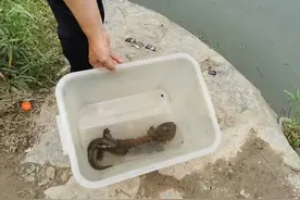 杭州男子堤塘边发现个怪家伙，一查身份，不得了图片