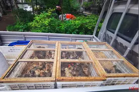 小区大门口惊现“养鸡场”，几百只鸡令业主苦恼 镇政府：已责令涉事业主限期搬离图片