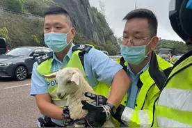 受惊小羔羊公路乱窜 香港交警将其“迷途”带返图片