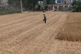 收割机师傅要免费帮收麦，残疾老人执意塞上油钱图片